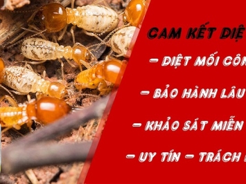 DỊCH VỤ DIỆT MỐI TẠI CẦN GIỜ