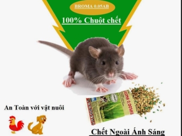 DỊCH VỤ DIỆT CHUỘT