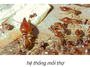 TÌM HIỂU VỀ MỐI GỖ KHÔ