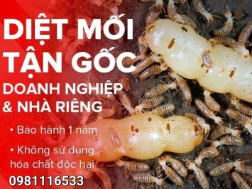 Dịch Vụ Diệt Mối Giá Rẻ tại Bình Chánh