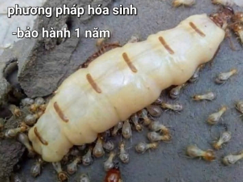 Dịch vụ Diệt Mối Tận Gốc Giá Rẻ Tại Vĩnh Lộc, Bình Chánh - Công Ty Hóa Sinh